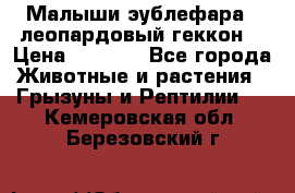 Малыши эублефара ( леопардовый геккон) › Цена ­ 1 500 - Все города Животные и растения » Грызуны и Рептилии   . Кемеровская обл.,Березовский г.